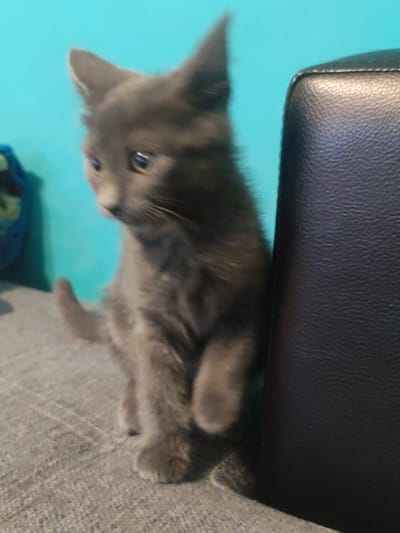 This image shows a young, grey kitten sitting on a grey couch. The kitten is looking to its left with its ears perked up. The background is a bright turquoise wall. To the right of the kitten is a dark leather chair. The kitten's fur is soft and fluffy. The lighting suggests it might be indoors, possibly in the daytime. The setting appears to be a home. There is no visible text in the image.