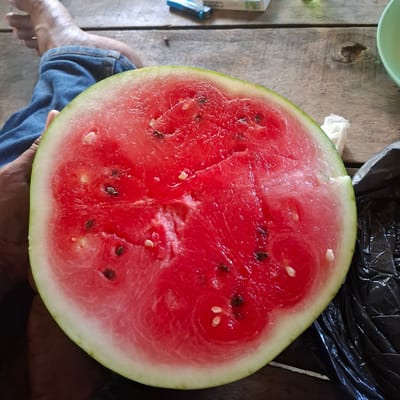 This media file shows a close-up, overhead view of a large, ripe watermelon slice resting on a rustic wooden surface. The watermelon is a vibrant red, with visible seeds and a thin, light green rind. The wooden surface appears weathered, with visible grain and knots.

In the background, to the left, a light green bowl or plate is partially visible. To the right, a crumpled black plastic bag is prominent. A white tissue or paper is also visible near the watermelon's rind.

A person's feet, clad in blue denim jeans, are visible at the bottom left of the frame, suggesting they are sitting down and holding the watermelon. The person's hands, holding the watermelon, are also visible at the bottom center.

The scene appears to be outdoors or in a rustic indoor setting, possibly a market or a casual meal setting. The lighting is natural and even, suggesting daytime. There is no discernible text in the image. The overall impression is one of freshness and simple enjoyment of fruit. The location context provided is Benteng, Indonesia.