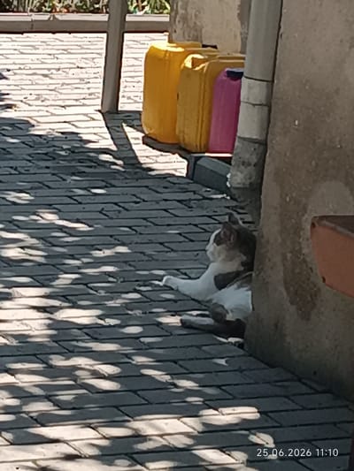 A calico cat rests in the shade of a wall on a paved area in Artsyz, Ukraine. The cat is lying on its side, facing left, with its head turned slightly upward. The ground is paved with rectangular stones, and shadows from an overhead structure cast a dappled pattern on the surface. To the left of the cat, several large plastic containers, two yellow and one pink, are stacked. The background shows a wall and a glimpse of foliage. The timestamp "25.06.2026 11:10" is visible in the lower right corner.