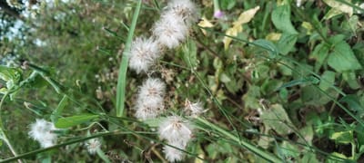 In Blangjruen, Indonesia, a close-up, vertical-oriented photograph captures a cluster of fluffy white seed heads from a plant. These seed heads are surrounded by thin green stems and leaves, creating a soft, natural aesthetic. The background consists of out-of-focus green foliage, suggesting a garden or natural outdoor setting. The lighting appears to be natural daylight. No people or animals are visible in the image.