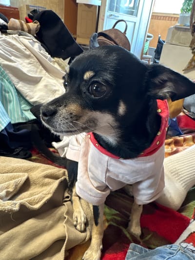 A small black and tan dog, wearing a white shirt with a red collar adorned with gold studs, is the central subject of this image. The dog is lying down, its head tilted and its dark eyes looking directly at the camera. Its fur is short, and it has prominent ears. The dog appears to be relaxed, surrounded by a jumble of clothing.

The setting is indoors, likely a home, with a cluttered background of various fabrics and garments. These include items of clothing in different colors and textures, such as a striped shirt, a tan sweater, and a red blanket. The lighting suggests it might be daytime, given the natural light filtering into the room from what appears to be a window on the left side of the frame, although the light is somewhat diffused.

The overall impression is one of a domestic, casual scene. The dog is comfortably nestled amongst soft textiles, creating a cozy atmosphere. There is no visible text in the image. The dog's expression is calm and curious, drawing the viewer's attention. The close-up perspective on the dog's face emphasizes its features and gentle demeanor.