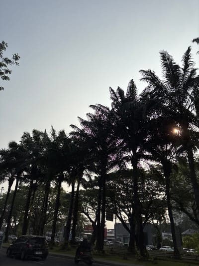 The image shows a row of palm trees lining a street. The sun is partially visible through the palm fronds, indicating it is either sunrise or sunset. The sky is bright and hazy, suggesting fair weather. Several cars are parked along the side of the road and on the street, with some buildings visible in the background, including what appears to be an air conditioning unit mounted on one of them. There are no people clearly visible in the image. The overall scene suggests a tropical or subtropical urban environment. The license plate on a car visible in the lower right corner shows the text "B 2822 VOX". The image is oriented vertically.