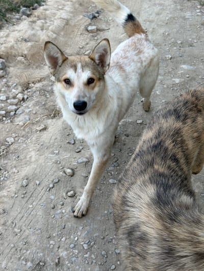 The image shows two dogs on a dirt path in Brichmulla, Uzbekistan. The dog in the foreground is facing the camera, with its head tilted slightly. It has white fur with brown markings on its face and ears, and a bushy tail with a black tip. The second dog, partially visible in the lower right corner of the image, has brindle fur. The ground is covered with dirt, small stones, and some dry grass. The overall impression is a candid shot of two domestic animals in a rural or semi-rural environment.