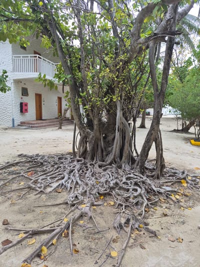 The image shows a tree with extensive exposed roots growing on a sandy beach in Huraa, Maldives. The tree is positioned near a two-story white building with a white staircase. A pink emergency box is visible on the wall of the building. Yellow leaves are scattered around the base of the tree and on the sand.