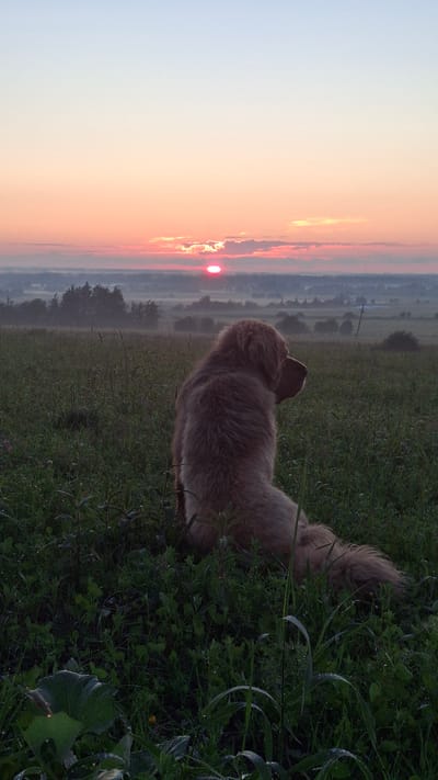 A fluffy, light brown dog sits facing away from the camera in a field of green grass. The dog is positioned in the lower right quadrant of the image, its head turned to the right, looking out at the horizon. In the background, the sun is setting, casting a warm, orange glow across the sky. The sun appears low on the horizon, partially obscured by clouds. The landscape in the distance is hazy with a light fog, suggesting a rural or semi-rural setting. There are trees and some faint structures visible in the distance. The grass in the foreground appears dewy, indicating it may be early morning or late evening. The scene evokes a sense of tranquility and natural beauty.