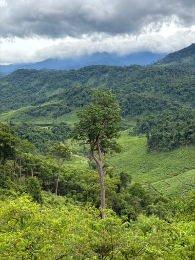 A cloudy, overcast day looms over a lush, green mountainous landscape in Trường Sơn Commune, Vietnam. The foreground is dominated by dense, vibrant foliage, with a prominent tall tree with a thick, weathered trunk standing centrally. Behind this, the terrain descends into rolling hills covered in a patchwork of green vegetation, suggesting agricultural terracing or dense forests. In the distance, multiple layers of mountains recede into a hazy blue, partially obscured by drifting clouds and mist. The overall scene depicts a remote, verdant, and somewhat wild natural environment.