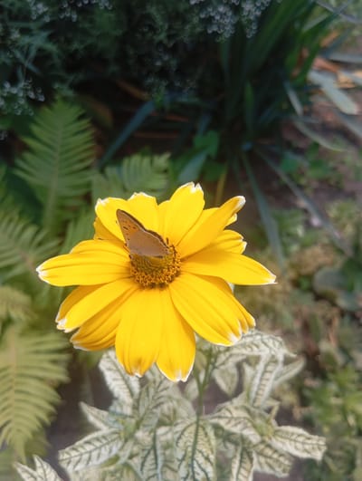 A close-up shot shows a brown butterfly with delicate wings resting on a bright yellow daisy-like flower. The butterfly's wings are slightly spread, revealing intricate patterns. The flower has numerous yellow petals with white tips, and a textured yellow center.

The flower is the central subject, positioned in the lower right of the frame. Surrounding the flower are various green plants. To the left of the flower, a feathery green leaf, possibly from a fern, is visible. In the foreground, below the flower, is a plant with variegated leaves, predominantly white with green veining. The background is a blur of dark green foliage, suggesting a garden or natural outdoor setting.

The lighting indicates it is daytime, with sunlight illuminating the flower and butterfly. The overall mood is serene and naturalistic, highlighting the beauty of the insect and the bloom. The image appears to be taken outdoors, possibly in a garden in Pivdennoukrainsk, Ukraine, given the provided location context. There is no visible text in the image.