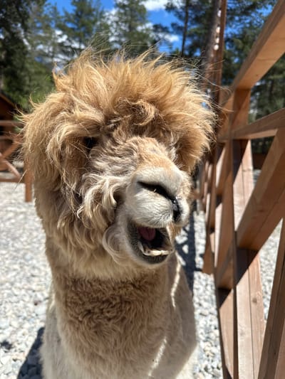 A light brown alpaca with shaggy fur and an open mouth is positioned in the foreground, facing the camera. The alpaca's mouth is open, revealing its teeth and a pink tongue. Behind the alpaca, a wooden fence with horizontal planks runs diagonally across the right side of the frame. The ground is covered with small, light-colored pebbles. In the background, out-of-focus trees with green foliage and a blue sky with white clouds are visible. The scene appears to be outdoors, possibly in a rural or park-like setting. This image was captured in Terskol, Russia.