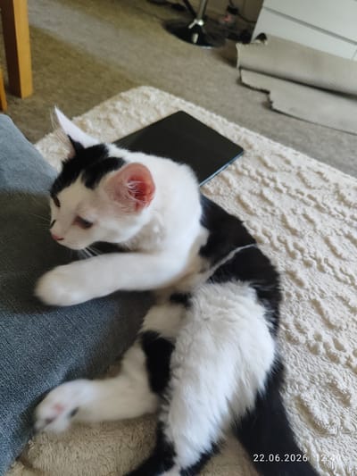 A black and white kitten is lying on a textured cream rug. The kitten is predominantly white with black markings on its head, back, and tail. One of its front paws is extended towards the left, resting on a grey textured surface, likely a sofa. The kitten's eyes are open, and it appears to be looking downwards and to the left. The overall impression is of a relaxed or playful kitten.
In the background, a dark rectangular object, possibly a tablet or e-reader, rests on the rug. Further back, a rolled-up rug or blanket is visible. The setting appears to be an indoor environment, possibly a living room, with a wooden element to the left, suggesting furniture. A floor lamp base is partially visible in the upper left background. The lighting suggests it is daytime.
The visible text in the bottom right corner reads "22.06.2026 12:40", indicating the date and time the photo was taken.