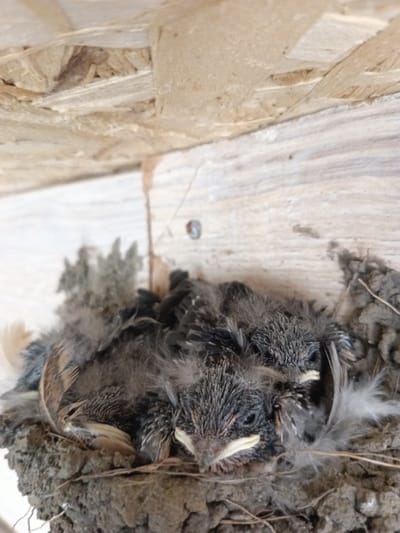 This media file is a close-up, eye-level shot of a bird's nest containing three young birds. The nest is made of mud and twigs, and is situated in a wooden structure, possibly a man-made shelter or part of a building. The young birds are covered in downy feathers, with some developing flight feathers visible. Their eyes are open, and their mouths are slightly agape, suggesting they are waiting to be fed. The background shows the rough texture of the wooden structure, with visible grain and a screw. The lighting appears to be natural, suggesting daytime, but the weather is not discernible. The scene evokes a sense of new life and parental care, as the chicks huddle together for warmth and comfort. There is no visible text in the image. The location context provided is Байқоныс ауылдық округі, Kazakhstan.