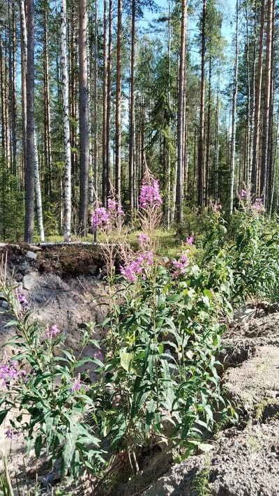 The image depicts a sunny outdoor scene in Vikshezero, Russia. In the foreground, several plants with tall, slender stalks and clusters of small pink flowers are growing from a sandy embankment. The plants are lush with green leaves. Behind the plants, a dense forest of tall, thin trees, including pines and birches with white bark, stretches into the distance. The sky above is a clear, bright blue. The ground in the foreground is composed of sandy soil with some exposed rocks and dried vegetation. The scene appears to be a natural, undeveloped area.