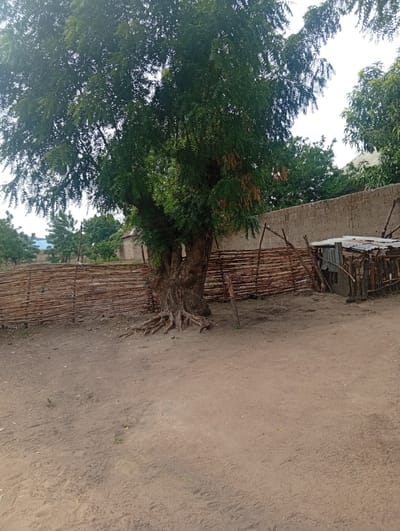 A large, mature tree with exposed roots stands prominently in the foreground, its branches casting shadows over a dusty, dirt ground. Behind the tree, a rustic fence constructed from woven branches stretches across the scene, bordering a compound. Beyond the fence, a rough, grey concrete wall serves as a backdrop. To the right of the tree, a small, makeshift structure with a corrugated metal roof and wooden supports is visible, suggesting a utilitarian or storage space. In the background, other trees and buildings can be seen, hinting at a rural or semi-urban environment within Gulak, Nigeria. The sky is overcast, contributing to the muted light of the scene.