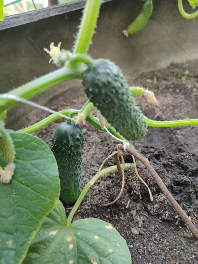In the city of Kryukov, Russia, a close-up shot captures a cucumber plant with two developing cucumbers. One cucumber is positioned vertically, extending from the stem, while another is situated below it. The plant is supported by a white string tied to a rusted metal rod, which is partially buried in the dark soil. Green leaves, some showing white spots, are visible in the foreground. In the background, a faint blurry image of another cucumber plant is present. The scene is outdoors, with natural lighting.