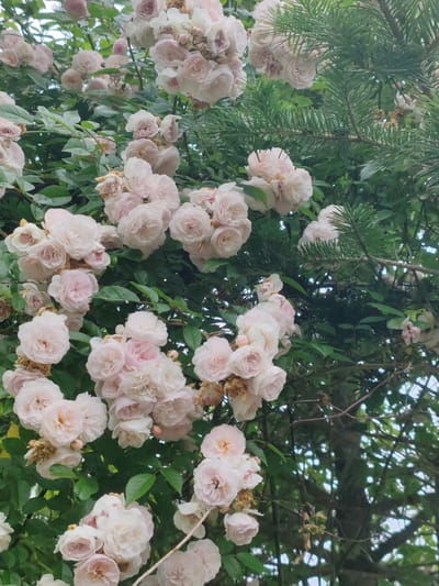 The image shows a close-up view of a dense cluster of pale pink roses growing on a vine, interspersed with dark green foliage and pine branches. The roses are in various stages of bloom, with some fully open and others appearing as buds. The lighting suggests an overcast day or dappled shade. There are no people or animals visible in the image. The context provided places this scene in Kiparisovo-2, Russia.