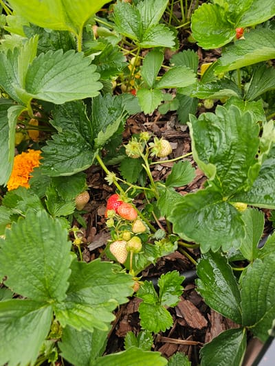 The image shows a close-up view of a strawberry plant in a garden. The plant has numerous green leaves, some of which are wet with water droplets. Several strawberries are visible, in various stages of ripeness. Some are small and green, while others are larger and turning red. A bright orange flower, likely a marigold, is also visible in the upper left portion of the frame. The ground beneath the plant is covered with brown mulch. The image appears to have been taken outdoors, in a natural setting. The location is specified as Березка Снт (красногорский Р-н, Russia.