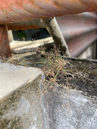 The image depicts a close-up view of dry grass growing on a rough, textured concrete surface. The grass is light brown and feathery, with delicate seed heads. A dark, mossy patch is visible on the concrete to the left of the grass. In the background, out of focus, are elements of an urban or industrial setting, including a curved, reddish-brown surface that appears to be part of a metal structure, possibly corrugated roofing or a pipe. There is also a white pipe or channel running diagonally through the scene. The lighting suggests it is daytime, with shadows indicating the sun's position. The scene is likely outdoors, in a location with exposed elements, possibly an alleyway, rooftop, or construction site. The overall impression is one of neglect and nature reclaiming man-made structures. There is no visible text in the image.