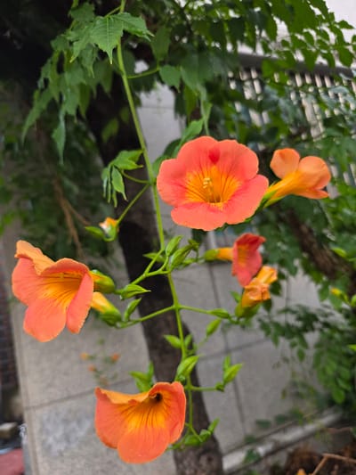 The image shows a close-up of several orange trumpet-shaped flowers with green stems and leaves. The flowers are on a vine that is climbing up a tree trunk, with a blurred background of a grey concrete wall and greenery. The lighting suggests it is daytime, possibly overcast or late in the day, given the diffused light. The overall impression is of a natural, overgrown setting within an urban environment. The image appears to be taken outdoors in a residential or park area in Daejeon, South Korea, as indicated by the architectural elements and vegetation commonly found in such locations.
