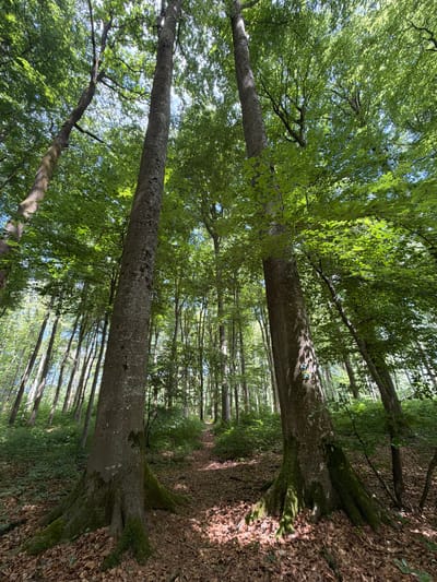 The image depicts a deciduous forest scene in Niederanven, Luxembourg, illuminated by natural daylight. The perspective is from ground level, looking forward along a narrow, unpaved path.
In the immediate foreground, two large tree trunks dominate the composition. The tree on the left, centrally positioned, exhibits greyish-brown, textured bark with prominent, moss-covered buttress roots spreading across a ground densely covered with dry, brown fallen leaves. The tree on the right, positioned slightly further back, possesses similar bark and mossy roots, and features two circular trail markers affixed to its trunk. The upper marker displays a concentric pattern of yellow, green, and white. The lower marker features a green and white design with the numerical inscription "010".
The forest floor is characterized by a thick layer of brown leaves, interspersed with patches of green undergrowth and moss. Dappled sunlight filters through the overhead canopy, casting irregular patterns of light and shadow on the ground and tree trunks.
A light brown dirt path, appearing disturbed, extends from the foreground into the mid-ground, where it subtly ascends and curves to the right, disappearing between the trees. Numerous other tall, slender trees with full green foliage populate the background, creating a dense forest environment. Patches of bright blue sky are visible through gaps in the verdant canopy overhead. No individuals, animals, or artificial structures other than the trail markers are present in the scene.