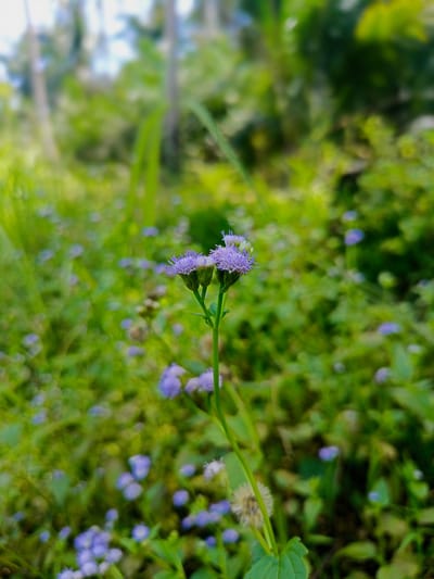 In Gampong Teungoh, Indonesia, a close-up, eye-level shot captures two small, purple flower heads on a green stem in sharp focus. The flowers have a delicate, somewhat fuzzy appearance, with numerous tiny petals. The stem is slender and green, with one visible leaf. The background is a soft, blurred tapestry of lush green foliage, with scattered smaller purple flowers and hints of sunlight. The overall impression is one of natural beauty and tranquility in a verdant outdoor setting.