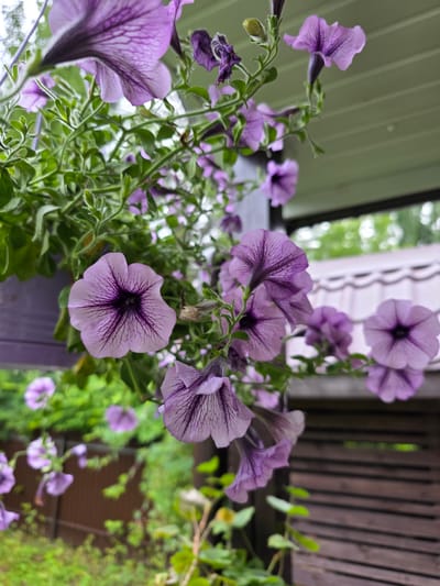 A close-up, low-angle shot captures a cluster of blooming purple petunias hanging in a pot. The flowers, in various stages of opening, display delicate purple veins against a lighter purple background. Green leaves and stems intertwine with the blossoms. In the background, out of focus, a white tiled roof and a brown wooden fence are visible, suggesting an outdoor setting, likely a porch or garden area in a residential area of Orekhovo, Russia. The lighting appears overcast, casting a soft glow on the scene.