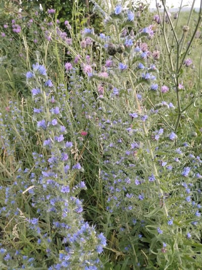 A close-up, eye-level shot captures a dense field of wildflowers, primarily blue and purple, with hints of pink. The scene appears to be a natural outdoor environment, likely in Zherebkove, Ukraine, given the context. The flowers are clustered on tall, slender green stems, many of which are covered in fine hairs. Some of the flower buds are still closed, while others are in full bloom, displaying delicate petals. The background is a blur of green foliage and sky, suggesting an overcast or hazy day. There are no people or animals visible in the image. The focus is on the intricate details of the wildflowers and their surrounding vegetation.