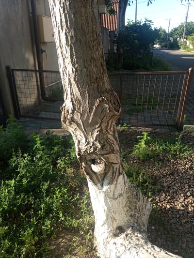 This image depicts an outdoor scene in Lymanka, Ukraine, on a sunny day. In the foreground, a rough-barked tree trunk, partially whitewashed at its base, dominates the frame. Its texture is rough and deeply grooved. To the left of the tree, a chain-link fence with a metal post separates the area from a building with a grey wall and what appears to be an electrical box. Green vegetation grows in patches around the base of the tree and in front of the fence. To the right of the tree, a ground surface covered with small, dark gravel is visible. Further in the background, a paved road runs horizontally, bordered by more greenery and a few trees. A white car is parked on the side of the road, and utility poles with electrical wires are also present. The sky is a clear, light blue. There are no people or animals visible in the image.