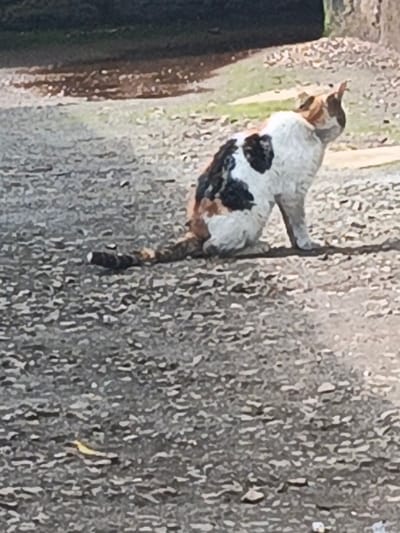 A calico cat is observed sitting on an unpaved, gravelly surface in Ndeiya, Kenya. The feline presents a white base coat with distinct black and orange-brown patches, notably a large black patch on its left flank and smaller patches across its back and head. It is positioned upright, facing towards the right side of the frame with its head slightly elevated. Its multi-colored tail extends backward along the textured ground. The immediate ground appears to be composed of small stones and dirt. In the blurred background, dark vegetation is present on the left, with lighter green areas to the right. A small, dark, reflective puddle is visible in the upper-left background. No people or additional subjects are present in the scene.