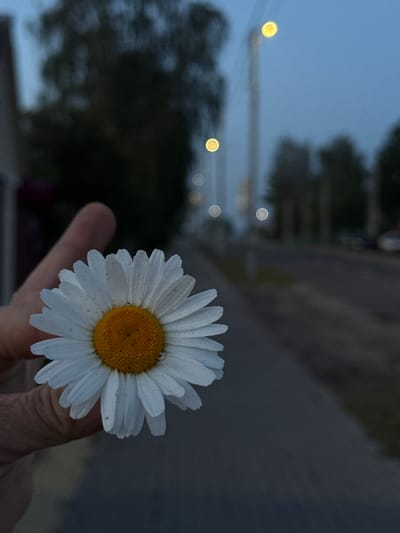 The image displays a close-up of a white daisy flower held in a person's hand. The flower, with its distinct white petals and bright yellow center, is the sharpest element in the foreground. The person's fingers are visible, gently clasping the stem of the daisy.
The background is intentionally blurred, creating a bokeh effect. Within this soft focus, several bright, circular, yellow-orange lights are visible, suggesting artificial light sources in the distance, such as streetlights or building lights. Dark, indistinct shapes, likely trees or other foliage, also appear in the blurred background. The sky, visible in the upper portion, is a muted light blue, indicative of twilight or early evening. The overall lighting is dim, further supporting the time of day.
The image captures a tranquil moment, focusing on the simple beauty of the flower against a softly lit, out-of-focus backdrop. There is no specific activity depicted other than holding the flower. No text is visible. The setting is outdoors, possibly in an area with both natural elements and distant artificial lighting, aligning with a location like Лабжанскі сельскі Савет, Belarus.