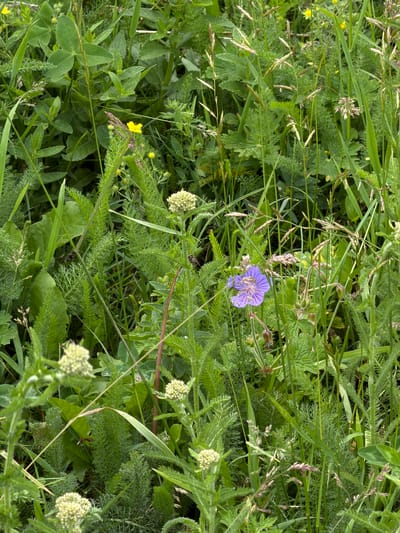 This media file captures a close-up, top-down view of a natural outdoor scene densely packed with various green grasses and wild plants. The focus is on a single, delicate purple flower with five distinct petals, centrally located amidst the foliage. Surrounding the flower are numerous blades of grass, feathery fern-like plants, and clusters of small, undeveloped buds or seed heads, some appearing whitish and others with a purplish hue. Tiny yellow flowers are also visible scattered throughout the scene. The lighting suggests daytime, with no strong shadows indicating harsh sunlight. The overall impression is one of untamed nature, a wild meadow or field. There is no visible text. The location context provided is Kaindy, Kyrgyzstan, which suggests this scene is likely a glimpse of the local flora in that region.