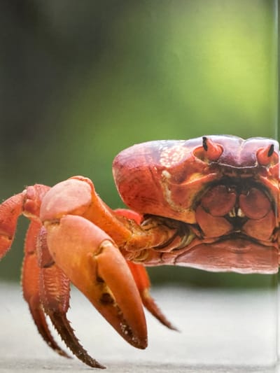 The image shows a close-up, side profile of a bright red crab. The crab's body is detailed with some lighter speckles on its carapace, and its legs are segmented and appear strong, with darker, pointed tips. The crab is positioned on a light-colored, textured surface, likely a table or railing. The background is a soft blur of green, suggesting an outdoor environment with foliage. There are no people or any identifiable landmarks of Gandia, Spain present in the image.