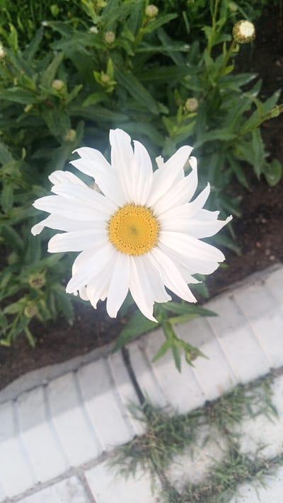 A close-up, overhead shot captures a single white daisy with a yellow center, set against a backdrop of green foliage. The daisy is in full bloom, its petals radiating outwards. In the foreground, a patterned concrete walkway is visible, with patches of grass growing through the cracks. The scene is set in Choktal, Kyrgyzstan, suggesting an outdoor natural environment, likely a garden or park. There are no people or animals present in the image, and the focus is solely on the flower and its immediate surroundings.