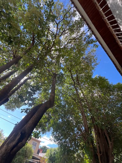 The image, likely taken in Llavallol, Argentina, shows a view looking upwards through the canopy of several trees towards a bright blue sky with some clouds. A portion of a building with a red-tiled roof and a white exterior wall is visible in the upper left corner of the frame. Another building can be seen through the trees in the background on the right side of the image. The tree trunks are dark and textured, and some appear to have power lines running near them. The leaves are mostly green. The image is taken from ground level, looking up towards the sky through the trees.