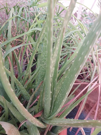 This is a close-up, medium-shot photograph of an aloe vera plant in an outdoor setting. The plant's thick, fleshy green leaves, speckled with white dots, are the primary focus. The leaves are arranged in a rosette pattern and have serrated edges. Other green foliage, possibly grass or reeds, is visible in the background, along with some dry, reddish-brown plant material. A portion of a reddish-brown pot and a blue patterned surface are also visible at the bottom and right edges of the frame. The lighting suggests it is daytime, with soft, diffused light. The scene is located in Seeb Province, Oman. There are no people or visible actions depicted.
