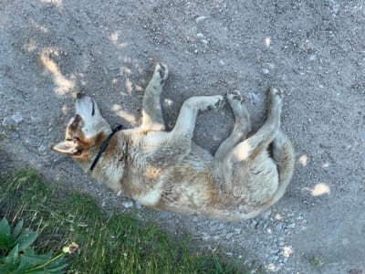 A dog, appearing to be a husky mix, lies on its back on a gravelly path. The dog has light-colored fur with brown markings on its head and back. It is wearing a black collar. Its paws are extended upwards. The dog's head is tilted back, and its eyes are closed, suggesting it is relaxed or sleeping. The setting is outdoors, with some green grass and plants visible on the left side of the image. Sunlight filters through unseen trees, casting dappled shadows on the ground. The time of day appears to be daytime, likely during pleasant weather, given the outdoor setting and shadows. There are no visible signs of text in the image. The location is Velyka Berezovytsia, Ukraine.