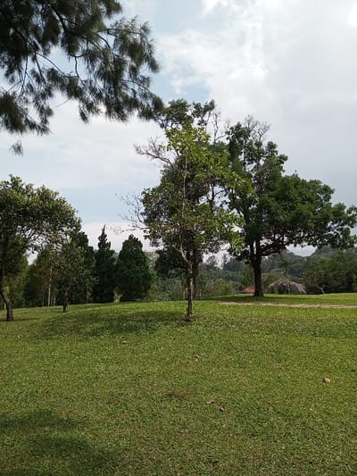 The scene depicts an outdoor landscape in New Serchhip, India, characterized by a sloping, grassy terrain under an overcast sky. The foreground features a manicured green lawn with scattered dry leaves. The midground contains multiple trees of varying heights and foliage density, including a prominent tree with lighter green leaves towards the center and a larger, darker-foliaged tree to its right. A narrow dirt path is visible curving through the grass towards the right. In the background, a dense line of trees suggests a forested area or hills. A small structure with a reddish roof is partially visible among the background trees, along with a distant tree featuring light pink or purple blossoms. The sky above transitions from patches of light blue with white clouds to a more uniform grey cloud cover. No individuals or animals are present.