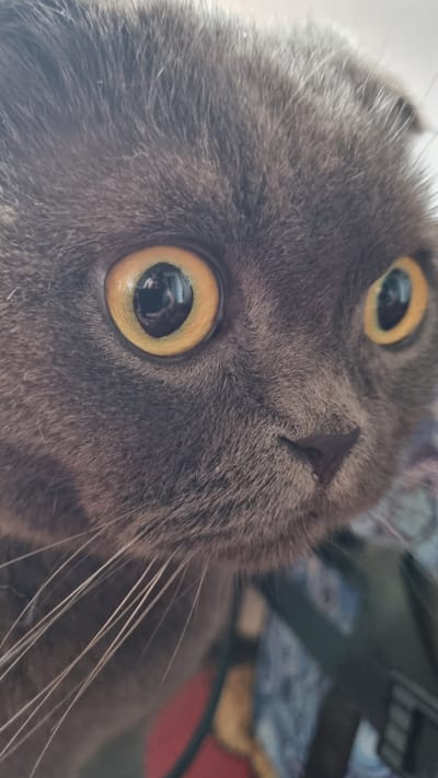 A close-up, eye-level, indoor photograph captures the face of a grey Scottish Fold cat with large, yellow eyes that reflect light. The cat's fur is dense and soft, and its ears are folded forward. The cat's whiskers are long and white, fanning out from its muzzle. The background is blurred, suggesting a shallow depth of field, and includes hints of dark colors and a patterned fabric. There is no discernible connection to Vysokoe, Russia, in the visual information provided.