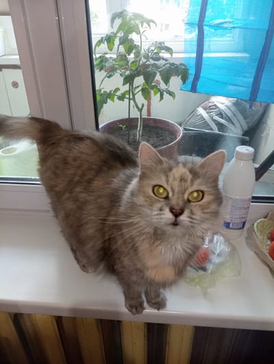 A fluffy grey and tan cat with bright yellow eyes is perched on a white windowsill. The cat is looking up and slightly to its left, appearing curious. To the left of the cat, a small green plant in a terracotta pot sits on the windowsill, with its leaves reaching towards the window. Behind the plant, a blue screen, possibly a mosquito net, is visible against a window, through which daylight can be seen. Further back, a white plastic bottle with a blue and white label is lying on its side. Some crumpled plastic bags are also scattered on the windowsill. To the right of the cat, there's a glimpse of wooden blinds. The scene appears to be indoors, on a windowsill, with natural light coming in from the window.