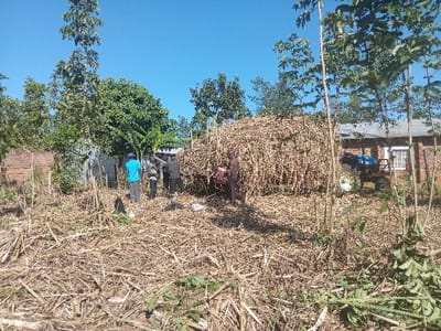 The image depicts an outdoor agricultural scene in Chevaywa ward, Kenya, under a clear blue sky. The ground in the foreground and midground is covered with dry crop stalks and debris, interspersed with sparse green vegetation and young trees. Approximately five adult males are present in the midground, engaged in activity around a very large, mounded pile of dry agricultural material, consistent with cornstalks, which occupies the right half of the central frame. One man wears a bright blue t-shirt and dark trousers, facing left, while others are in dark clothing or are shirtless, positioned around the pile. Behind the pile, a small, blue tractor-like vehicle is parked adjacent to a brick building with a corrugated metal roof, visible in the far right background. A corrugated metal fence and a partial brick wall are visible in the left background, behind dense foliage. The individuals appear to be undertaking manual agricultural labor related to the crop material.