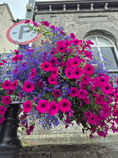 The image shows a close-up view of a hanging basket filled with vibrant pink petunias and small blue flowers, suspended from a lamppost on a street in Carrick-On-Shannon, Ireland. A circular "P" parking sign with an arrow pointing left is visible behind the flowers. The background features a stone building with an arched window. The street appears to be paved with stone. There are no people or animals visible in the frame. The overall impression is of a charming, well-decorated urban environment.