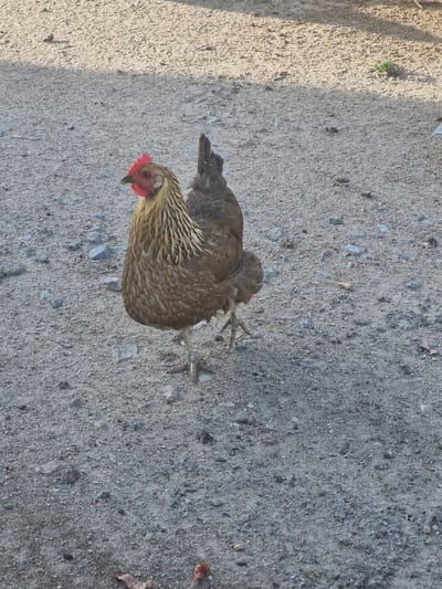 This image features two chickens in a dusty, gravelly outdoor setting. One chicken, in the foreground and closer to the camera, is predominantly brown with intricate black and tan feather patterns on its back and neck. Its head is turned to the side, revealing a red comb and beak. The second chicken, positioned behind and slightly to the left, is darker brown and less distinctly visible.
The ground is composed of small stones and sand, with some scattered debris, including what appears to be dry leaves. A notable detail is a shadow cast from the left side of the frame, suggesting sunlight is present, possibly indicating a morning or late afternoon time of day. The overall scene appears to be a dry, possibly rural or agricultural area. No text is visible in the image. The environment suggests a typical outdoor space where chickens might roam.