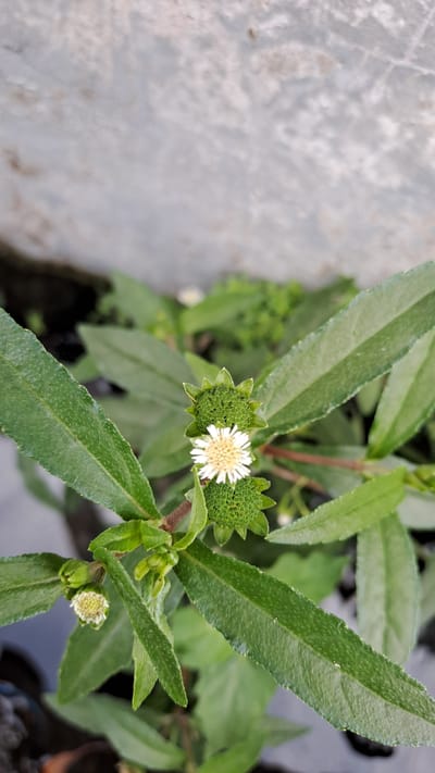 A close-up, overhead shot shows a flowering plant with long, serrated green leaves. The plant has several small, white flowers with yellow centers, and unopened green buds. The background is blurred, with a pale, textured surface above and darker, indistinct shapes below. The overall impression is of a wild plant growing outdoors, possibly in a garden or natural setting within the city of Julicotmeurak, Indonesia. There are no people or animals visible in the image, and no specific actions are taking place.