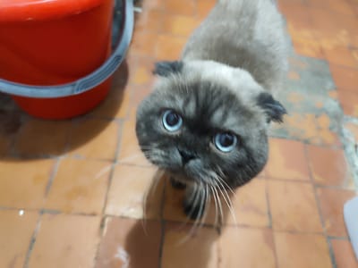 This media file captures a close-up view of a fluffy, grey cat with striking blue eyes. The cat is positioned on a tiled floor, which appears to be in a domestic setting, possibly a home or an apartment. To the left of the cat, a portion of a large, bright orange bucket is visible, with a grey handle. The background consists of terracotta-colored square tiles with visible grout lines, suggesting an indoor environment. The lighting in the image is soft, indicating it could be daytime or a well-lit indoor space. The cat's expression is one of curiosity or perhaps a plea, as it looks directly at the camera with wide, alert eyes and long, prominent whiskers. The overall scene is simple, focusing on the feline subject and its immediate surroundings. There is no visible text within the image. Given the provided location context of Makiivka, Ukraine, this scene likely depicts everyday life within that region.