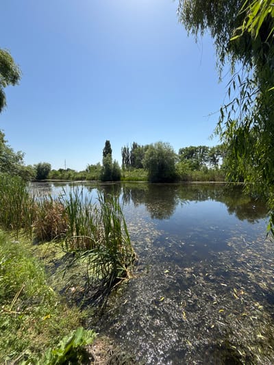 The image depicts a tranquil waterscape, likely a pond or a slow-moving river, in the city of Kopanka, Moldova. The water is dark and reflects the clear, bright blue sky. The surface of the water is partially covered with a layer of green algae and scattered leaves, indicating a natural and somewhat overgrown environment.

Along the left bank, tall reeds and green grasses grow densely, with some patches of yellowed vegetation interspersed. A large, leafy green plant is visible in the foreground on the left, with its broad leaves partially obscuring the view of the water's edge.

The opposite bank of the water body is lined with a variety of lush green trees and bushes, creating a natural, verdant backdrop. The trees are varied in shape and size, with some appearing more mature and taller than others. In the distance, a faint power line structure can be observed, suggesting the presence of human infrastructure nearby, though the scene itself is dominated by nature.

The overall impression is one of a peaceful, sunlit day in a rural or semi-rural setting, with the water and surrounding vegetation forming a harmonious natural scene. The lighting suggests it is daytime, likely late morning or early afternoon, given the bright sunlight and clear sky. There are no people or animals visible in the image.