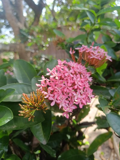 The image shows a close-up of pink Ixora flowers blooming in a garden. The flowers are clustered together, with some buds still closed and showing a brownish-orange hue. Lush green leaves surround the flowers. The background is blurry, suggesting a shallow depth of field, with glimpses of trees and possibly other foliage. Given the location is Aluebuket, Indonesia, the climate is likely tropical, which supports the growth of Ixora and other lush vegetation.