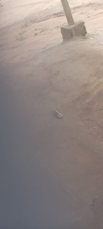 The scene appears to be a dirt surface, possibly a path or open area, in Amauzu, Nigeria. The ground is dusty and uneven, with a small leaf or similar organic matter resting on the surface. In the upper right corner, there is a weathered, possibly concrete, base with a wooden post extending upwards. The lighting is somewhat diffused, casting soft shadows. There are no people visible in the scene. The environment appears arid and uncultivated.