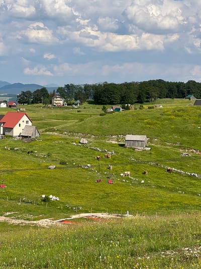 The image depicts a rural landscape in Motički gaj, Montenegro. The scene is dominated by rolling green hills dotted with yellow wildflowers. Several small houses and farm buildings are scattered across the landscape, some with red roofs. A herd of cows grazes in the fields, and a ski lift with red chairs traverses the hillside. In the background, a dense forest line borders the hills, and in the far distance, misty mountains are visible beneath a cloudy sky. The foreground features a meadow with tall grasses and wildflowers.
