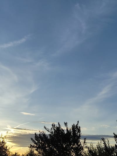 The image presents an outdoor scene in Torre Pacheco, Spain, focusing on the sky and foreground vegetation. The sky, occupying the majority of the frame, displays a light blue color transitioning to a lighter, hazy blue-white near the horizon. Multiple cirrus-like clouds are visible across the sky, with some denser, stratified clouds present closer to the horizon. Several airplane contrails traverse the sky; a distinct, elongated white contrail extends horizontally across the mid-lower section of the sky. A bright, warm light source, consistent with the sun at sunrise or sunset, is positioned in the lower left corner, illuminating the horizon line and the undersides of the lower clouds with yellow-orange light. The bottom third of the image is filled with the dense, dark silhouette of foliage from what appears to be trees or large bushes, likely olive trees, against the brighter sky. No individuals, man-made structures (other than implied aircraft via contrails), or overt actions are discernible.