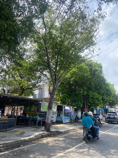 The image shows a street scene in Mojokerto, Indonesia, located at coordinates -7.467, 112.446. There are two people, both men, riding a motorcycle down the street. The street is paved and has a sidewalk lined with a row of stalls. The stalls are under an awning and have various goods and wares on display. There are several trees lining the street, providing shade for those walking along the sidewalk. The scene is a typical example of everyday life in a bustling city. The men on the motorcycle are wearing helmets and casual clothing. The motorcycle is a typical model found in Indonesia and appears to be in good condition. The sidewalk is clean and well-maintained, with a few pedestrians walking by. The stalls are also well-kept, with signs advertising their goods. The trees are large and lush, adding to the overall sense of life and activity in the scene. The scene is calm and quiet, with no evidence of any unusual activity. The environment appears to be safe and pleasant.