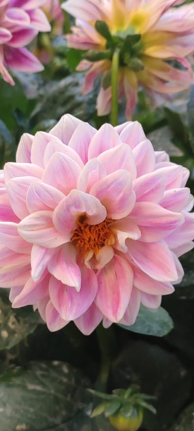 The image is a close-up, vertical shot of a pink dahlia flower in bloom, with other dahlias blurred in the background. The primary subject is the large, fully opened dahlia in the foreground. Its petals are a delicate shade of pink, with some having white or lighter pink tips, and subtle darker pink striations. The center of the flower features a cluster of vibrant orange, pistil-like structures. The petals are layered and curved, creating a sense of depth and texture. The background consists of other dahlia blossoms, out of focus, in shades of pink and yellow, along with green foliage. The overall impression is of a garden setting, likely outdoors, with soft lighting that highlights the flower's delicate colors and form. No people, text, or specific time of day or weather conditions are discernible from the image. The context provided, Supsekh, Russia, suggests a geographical location.