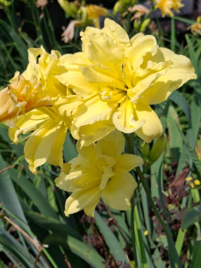 The image is a close-up, eye-level, outdoor shot of a cluster of bright yellow double daffodils in bloom. The flowers are the primary subject, with their ruffled petals and layered structure clearly visible. Several small black insects, possibly ants, are present on the petals of the flowers. The background consists of green foliage and out-of-focus plants, suggesting a garden setting. The lighting indicates it is daytime, with sunlight casting shadows on the flowers. There is no indication of the city of Elovo, Russia, or any specific geographical markers within the image.